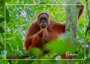 Besonders bekannt ist Borneo für seine Regenwälder und die Tiere die diesen als ihr zuhause nutze. Auch hier sieht man ein Orang-Utan Weibchen wie es in den hohen Bäumen sitzt und die Kamera genauso interessiert beobachtet wie wir sie gerade. Mit dem orangen Fell und den langen Armen, erkennt man sie doch ganz gut in den dichten Baumkronen.