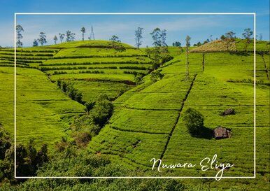 Postkarte Nuwara Eliya