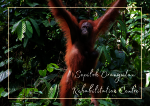 Der Sepilok Orangutan Rehabilitation Centre liegt mitten im tropischen Grün von Sabah und ist von dichtem Regenwald umgeben. In der Aufnahme sitzt ein Orang-Utan zwischen den Zweigen und Blättern, während das dichte Laub den natürlichen Lebensraum des Tieres gut zeigt.