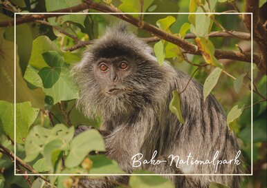 Postkarte Bako-Nationalpark