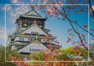Die Burg von Osaka ist noch einmal ein ganz anderes Erlebnis in der Kirschblütenzeit, das Gebäude wird von pinken und grünen Blüten umhüllt und strahlt mit seiner weiß, grünen und golden geschmückten Fassade.