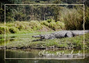 In dem ruhigen Chitwan-Nationalpark in Nepal liegt ein Krokodil entspannt am Ufer eines Gewässers, umgeben von dichtem Grün und niedrigen Sträuchern. Die flache Wasserfläche und der bewachsene Hintergrund machen den Lebensraum des Tieres gut erkennbar.