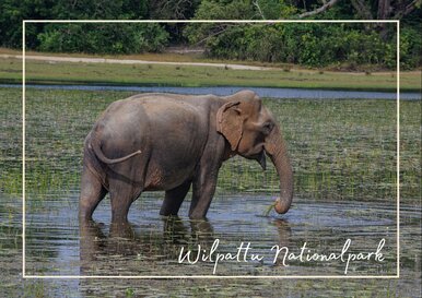 Postkarte Wilpattu Nationalpark