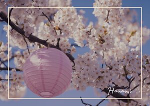 Jedes Jahr aufs neue färbt sich Japan für ein paar wochen in ein wunderschönes Rosa und die ganze Gesellschaft steigt mit auf den Zug. Picknicks, Sport im Park und einfach die Schönheit genießen mit ein paar Feiern und Festen.
