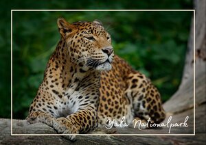 Ein Leopard liegt entspannt auf einem Ast und blickt aufmerksam in die Umgebung, während sein geflecktes Fell deutlich vor dem dunklen Grün des Hintergrunds hervorsticht. Die hellen, schwarzen und goldbraunen Zeichnungen auf seinem Körper sind gut zu erkennen und geben dem Bild viele feine Details. Im Vordergrund und Hintergrund dominiert dichtes Blattwerk, das den Wildtiermoment klar in eine natürliche Umgebung einbettet.
