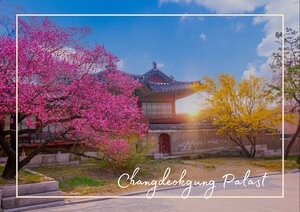 In Seoul, Südkorea, stehen kräftig rosafarbene Kirschblüten im Vordergrund und rahmen einen traditionellen Pavillon ein. Dahinter hebt sich das Gebäude mit seinem dunklen Dach und den hellen Wänden vor einem klaren blauen Himmel ab, während gelblich gefärbte Bäume die Frühlingsszene ergänzen. Der Weg und die grüne Umgebung lassen den Ort offen und gepflegt wirken und verbinden Natur mit klassischer Architektur.